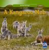 A_kangaroo_mob