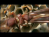 Paper_Wasp