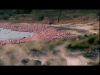 Flamingo_Lakes