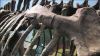 Pittsburgh_Museum_Reinvents_Model_of_Dinosaur_Exhibit__2_21_08_