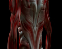 The_Bones__Muscles__and_Joints