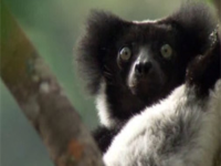 Lemurs_in_Madagascar