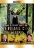 The_secret_life_of_whitetail_deer___elk