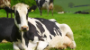 Secret_Life_of_Farm_Animals__Cows